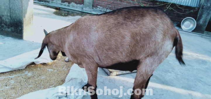 খাসি ছাগল।চার দাত।১০০% অথেনটিক।